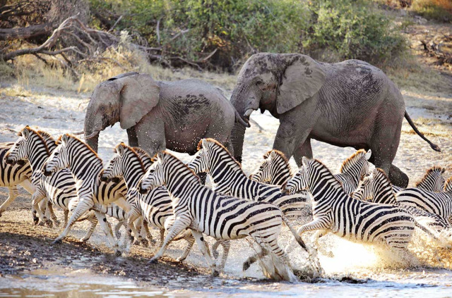 Botswana - Makgadikgadi Pans national Park - Boteti River - Meno  A Kwena