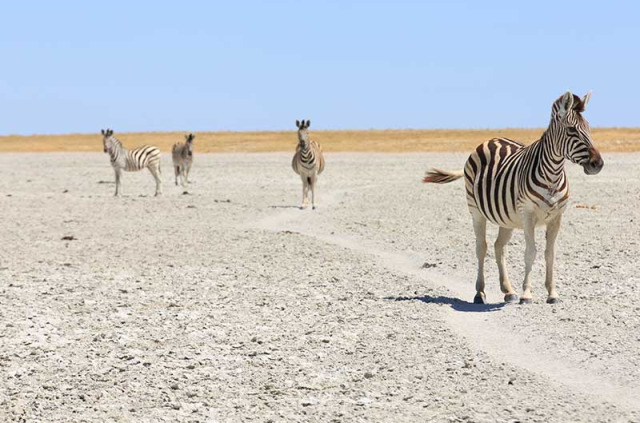 Botswana - Nxai Pan National Park ©Shutterstock, Gil K