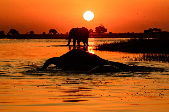 Botswana - Parc national de Chobe ©Shutterstock, Jt Platt