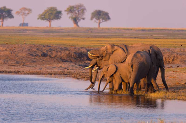 Botswana - Parc national de Chobe ©Shutterstock, Fabio Lamanna