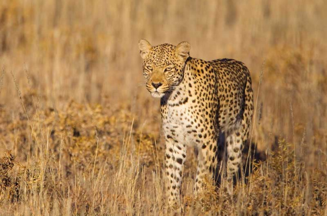 Botswana - Safaris L'œil du léopard