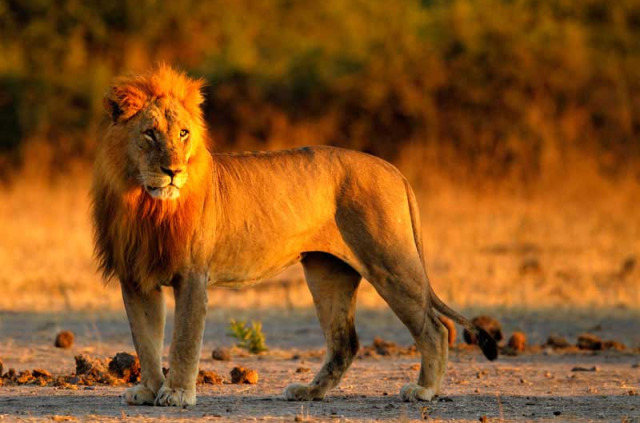 Botswana - Safari guidé en bivouac  - Bush Ways Safaris