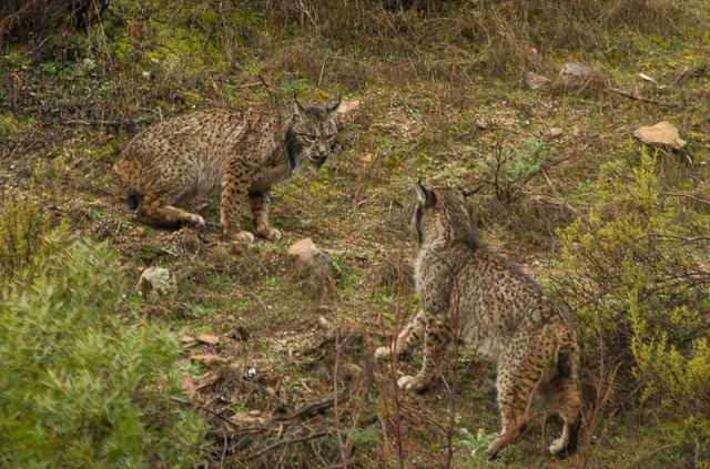 Sur les traces du Lynx en Andalousie