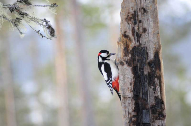 Excursion observation des oiseaux 2-3h