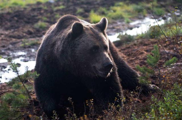 Finlande - Boreal Wildlife Center © Naita Zappa