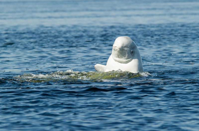 Belugas de Russie et ours de Finlande