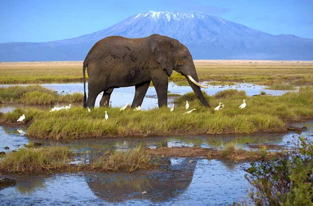 Kenya - Parc national Amboseli ©Shutterstock, andrzej kubik