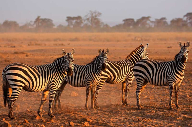 Kenya - Parc national Amboseli ©Shutterstock, andrzej kubik