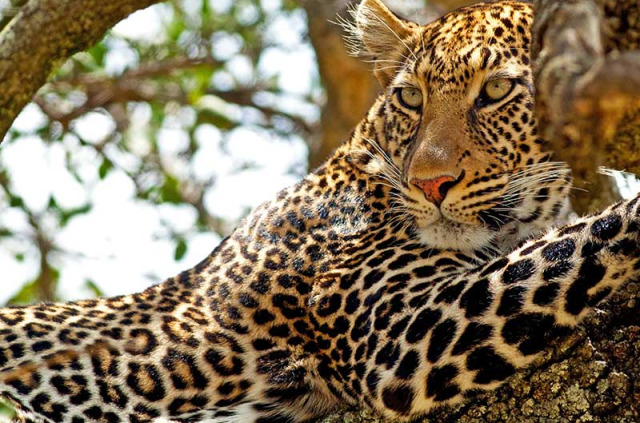 Kenya - Masai Mara - ©shutterstock, travel stock