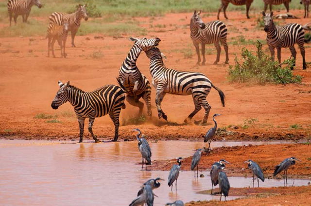 Kenya - Tsavo © Shutterstock, andrzej kubik