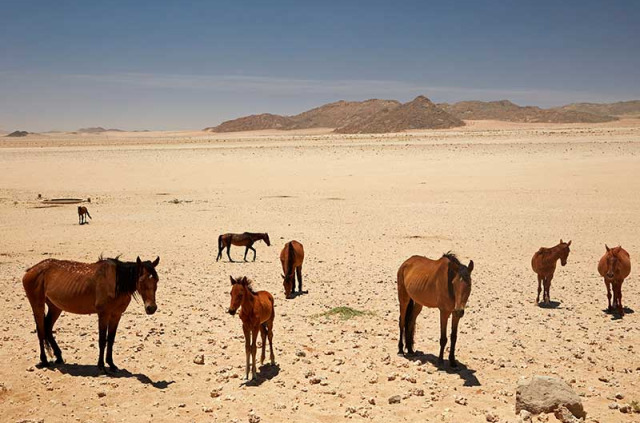 Namibie - Aus - Chevaux du désert - ©Shutterstock, Danita Delimont