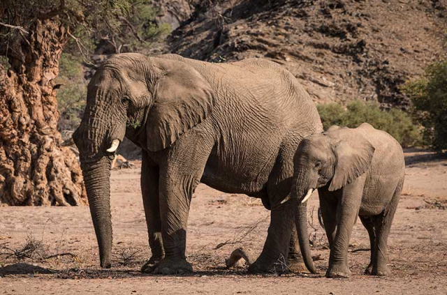 Namibie - Damaraland ©Shutterstock, Janelle Lugge