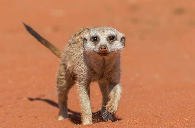 Namibie - Kalahari - ©Shutterstock, Luca Nichetti