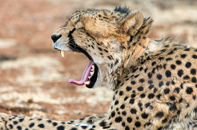 Namibie - Otjiwarongo - Okonjima Nature Reserve ©Shutterstock, Claude Huot