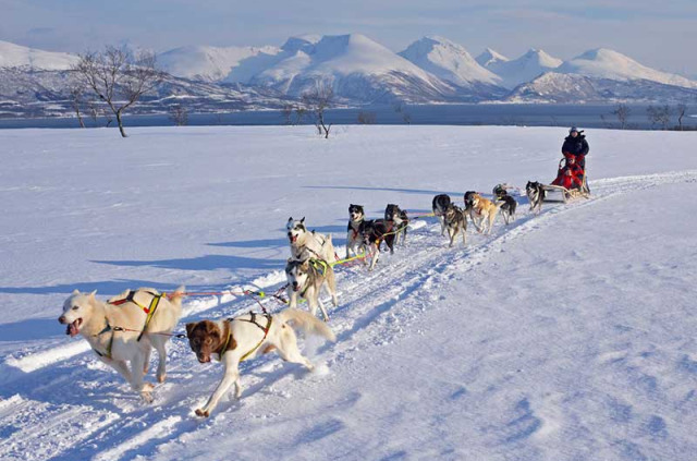 Norvège - Circuit Nuit insolite, husky et aurores boréales © Bard Loken - www.nordnorge.com