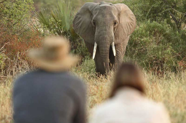 Tanzanie - Ruaha - Kichaka Expeditions - Safari à pied