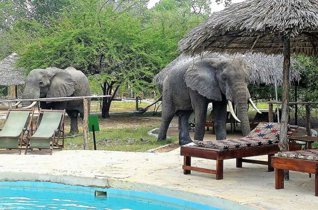 Tanzanie - Selous - Africa Safari Camp