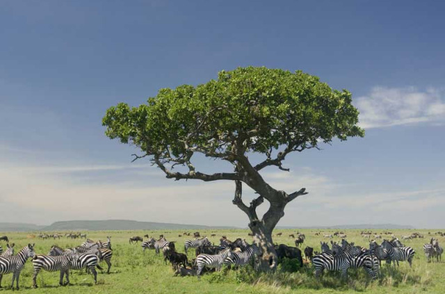 Tanzanie - Serengeti