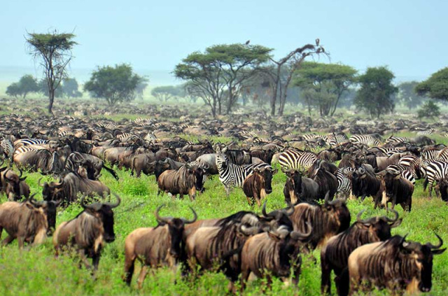 Tanzanie - Serengeti © Shutterstock, eastvillage images