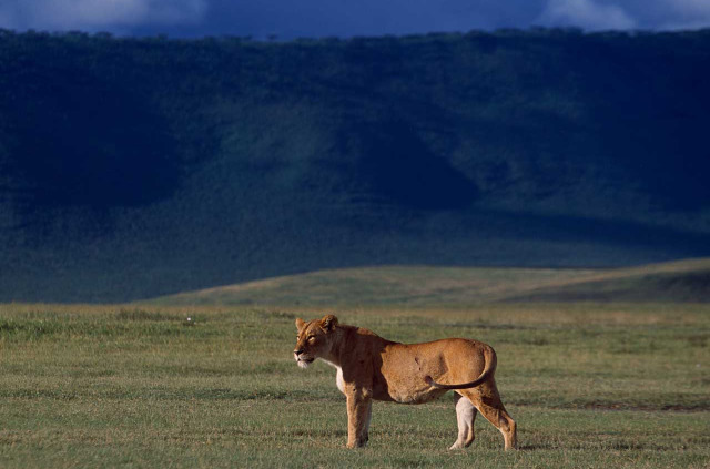 Tanzanie - Cratère du Ngorongoro