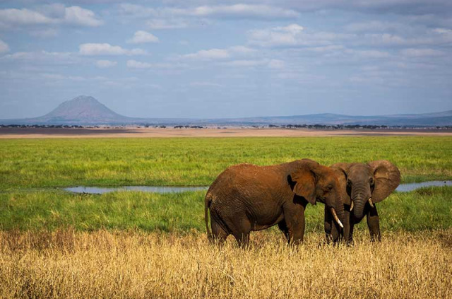Tanzanie - Tarangire ©Shutterstock, lmspencer