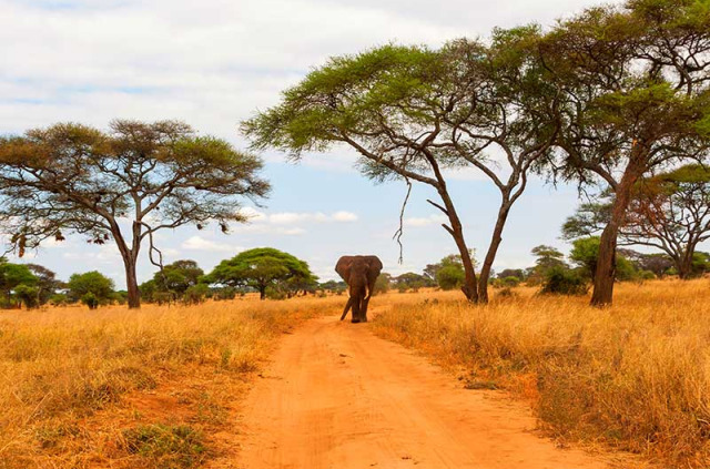 Tanzanie - Parc national Tarangire ©Shutterstock, hannes thirion