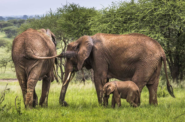 Tanzanie - Tarangire National Park ©Shutterstock, Curioso
