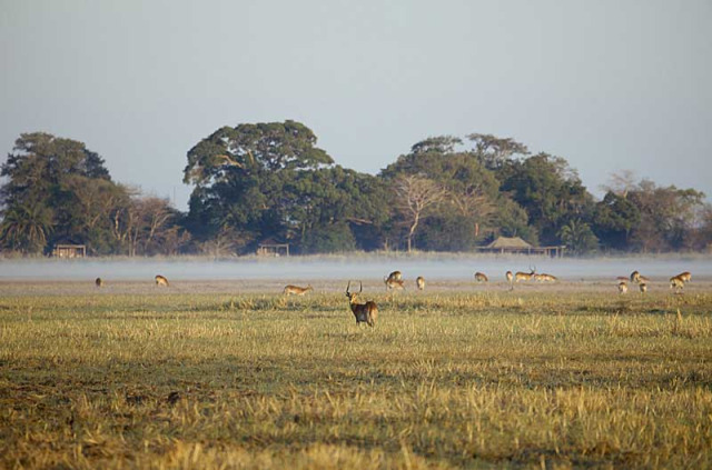 Zambie - Kafue NP - Wilderness Busanga Bush Camp