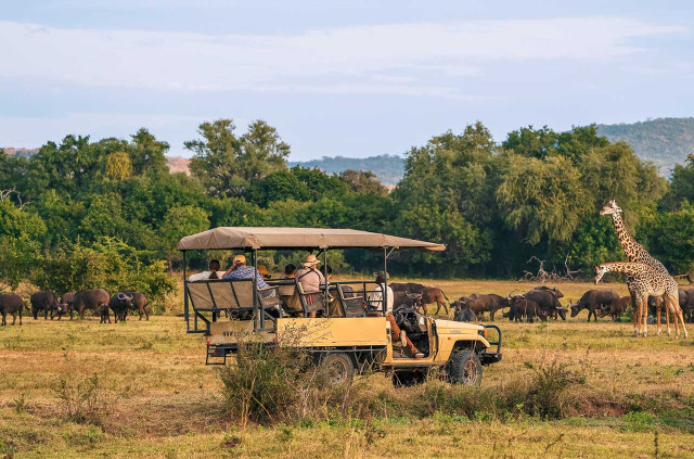 Zambie - Parc national du South Luangwa ©Kafunta Safaris