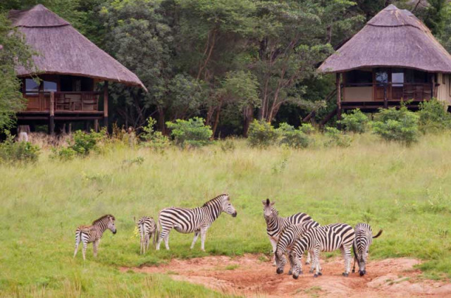 Zimbabwe - Hwange - Ivory Lodge